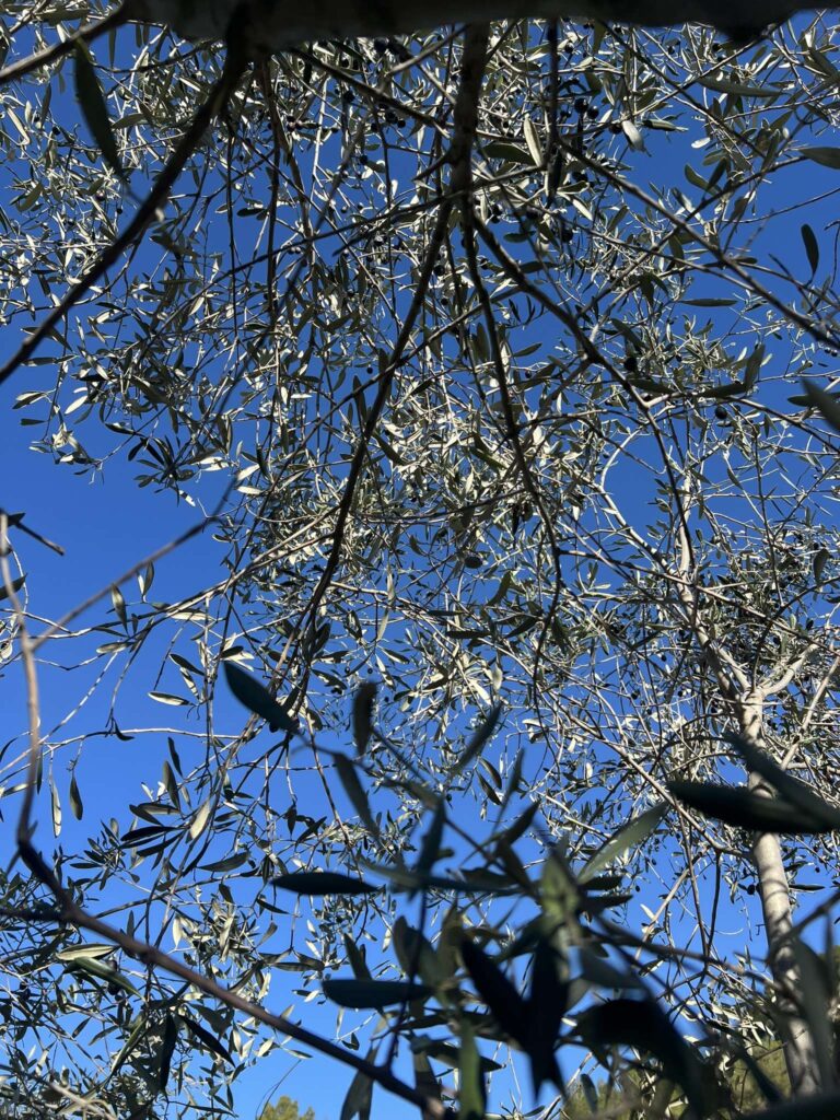 Oliveraie, oliviers, olives, récolte