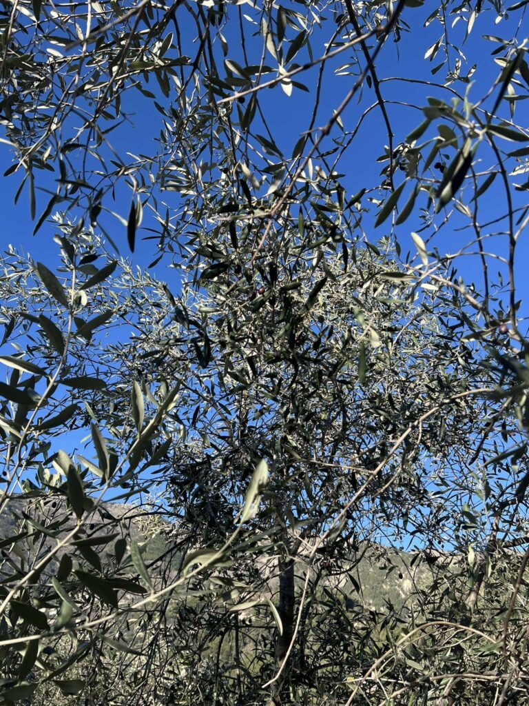 Oliveraie, oliviers, olives, récolte