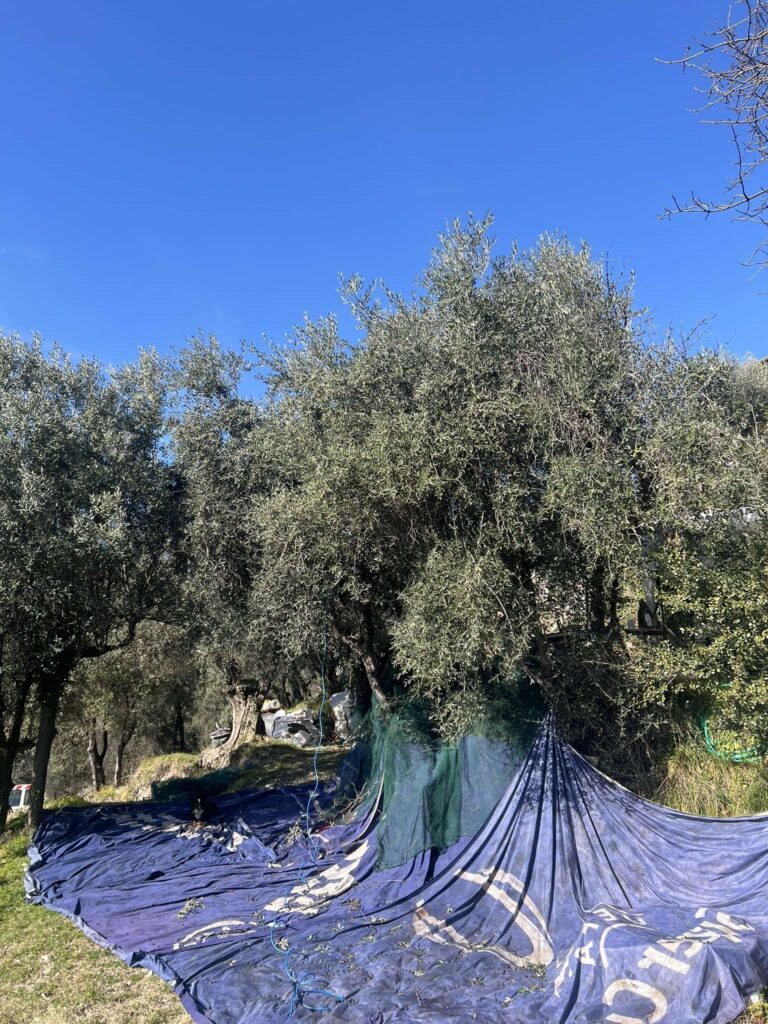 Oliveraie, oliviers, olives, récolte