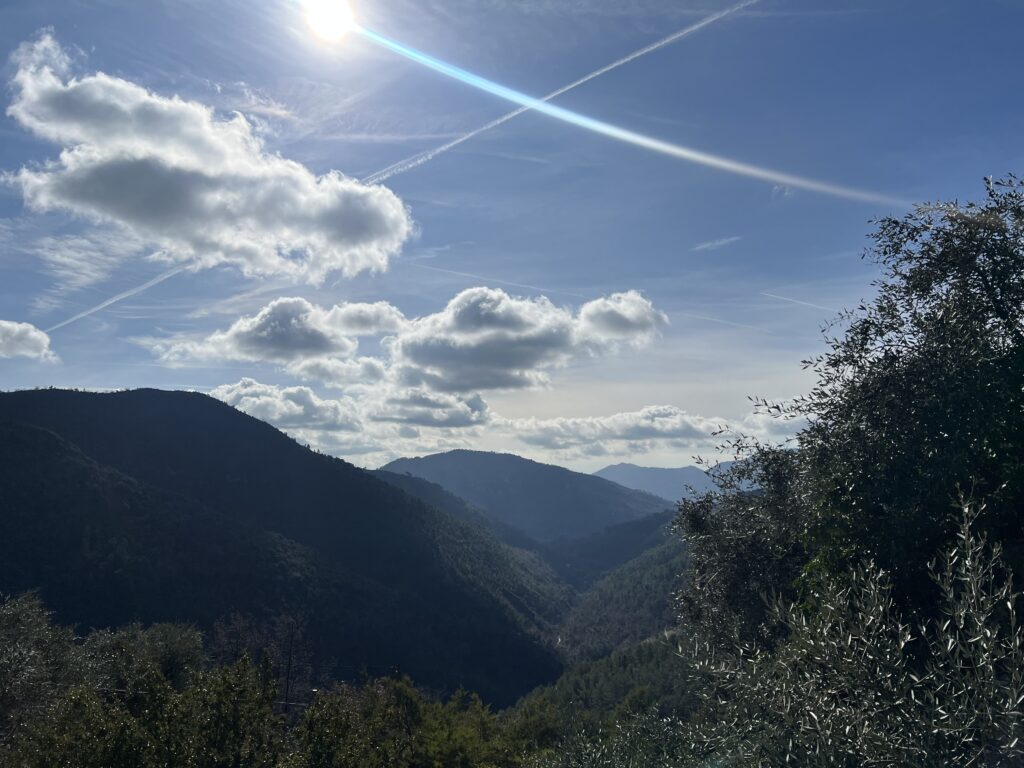 Vue Oliveraie